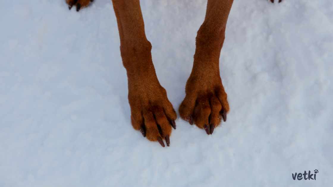 tlapky psa na sněhu a v zimě